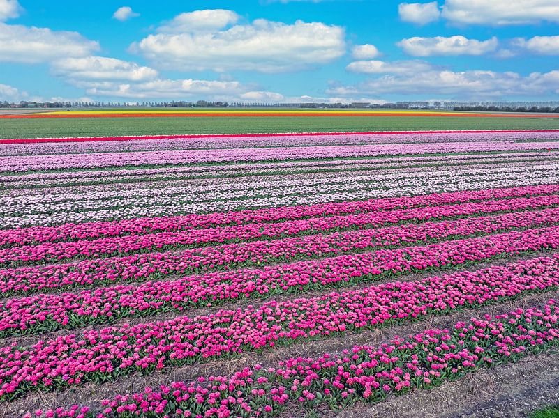 Aerial view of tulip fields in spring in the Netherlands by Eye on You