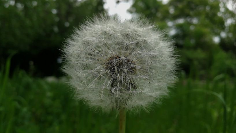 Pusteblume dandelion by Jenny Heß
