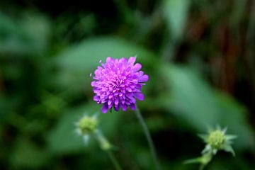 Purple flower 2 van Paul Emons