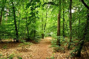 Chemin à travers la forêt