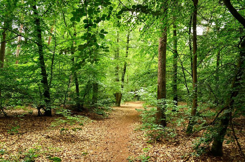 Path through the forest by Corinne Welp