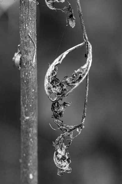 Girlande von Resten eines Blattes | Makrofotografie von Flatfield