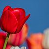 Red tulip - isolated but not alone by Beeld Creaties Ed Steenhoek | Photography and Artificial Images