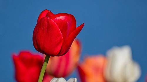 Red tulip - isolated but not alone