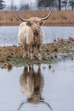 Schotse Hooglander met spiegelbeeld van Ans Bastiaanssen
