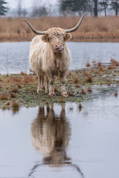 Scottish Highlander with mirror image by Ans Bastiaanssen