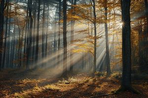 Magisches Licht im Wald