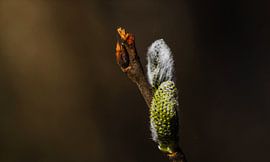 Cats by Sonja Onstenk