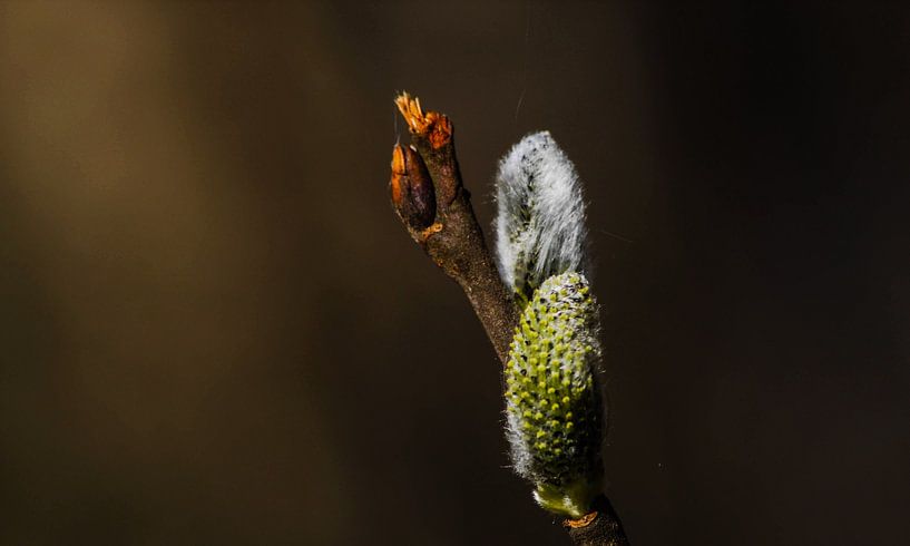 Cats by Sonja Onstenk