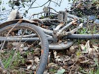 Fiets in het park