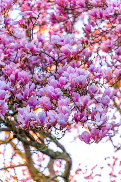Wenn die Sonne die Magnolien küsst. von Sven Frech