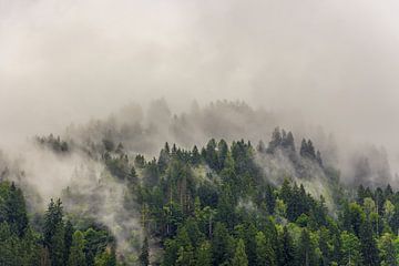 Bomen in de mist van Patrick Herzberg