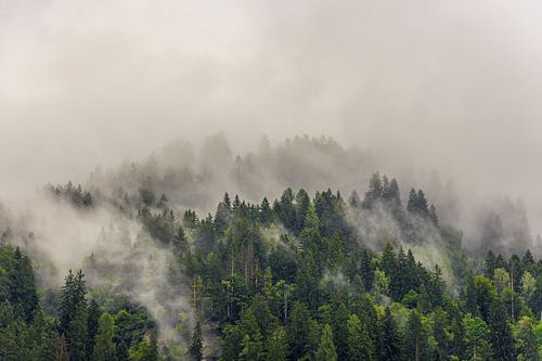 Des arbres dans le brouillard