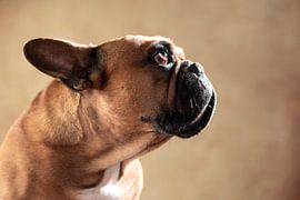 French Bulldog by Jana Behr