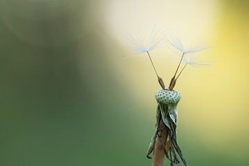 Eenvoud van een paardenbloem.