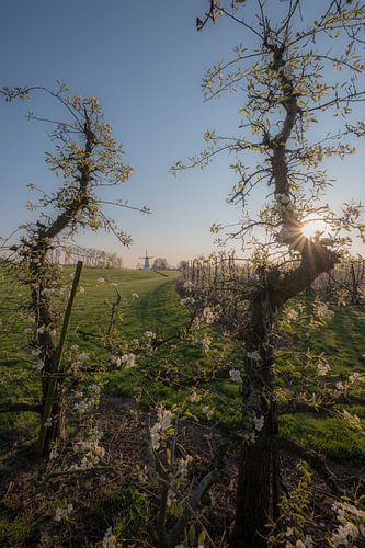 Bloesem fruitboom en molen 05