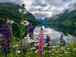 Lupinen am See von Willemijn Wolthaus