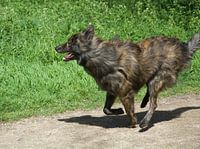 On the run