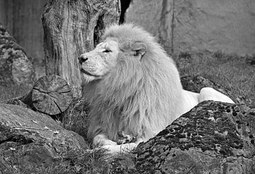 Witte leeuw in zwart wit. van Jose Lok