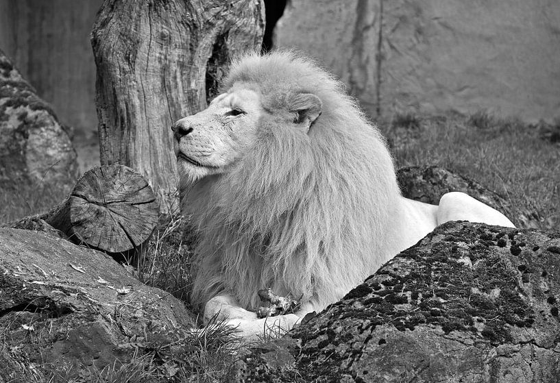 White lion in black and white. by Jose Lok