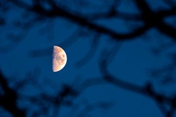 Halve maan achter een boom van Stephan Zaun