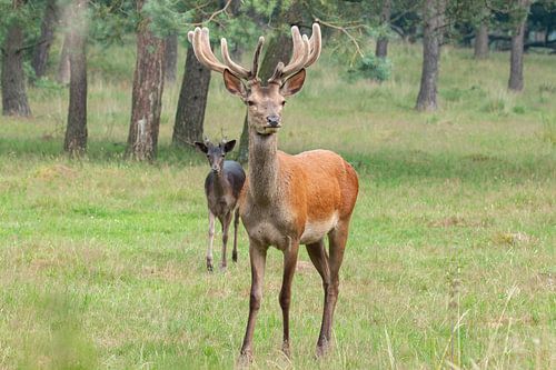 Edelhert, Hert op de Veluwe.
