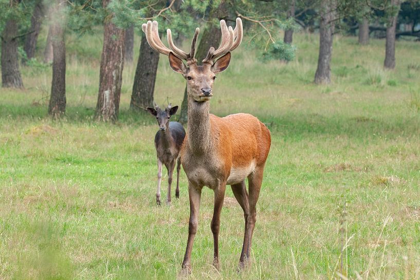 Cerf rouge, cerf sur le Veluwe. par Gert Hilbink
