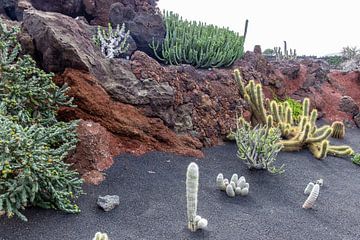 Verschillende soorten cactussen op het Canarische eiland Lanzarote van Reiner Conrad