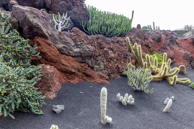 Différentes espèces de cactus sur l'île canarienne de Lanzarote par Reiner Conrad