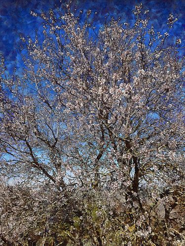 Amandelboom in bloei met blauwe lucht