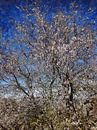 Almond Tree in Blossom with Blue Sky by Dorothy Berry-Lound thumbnail