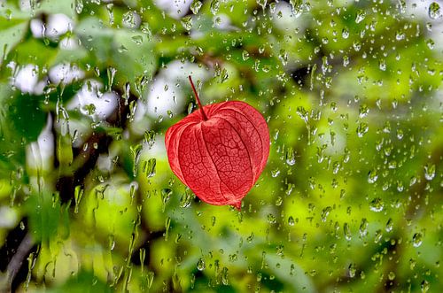 Physalis in een regendans