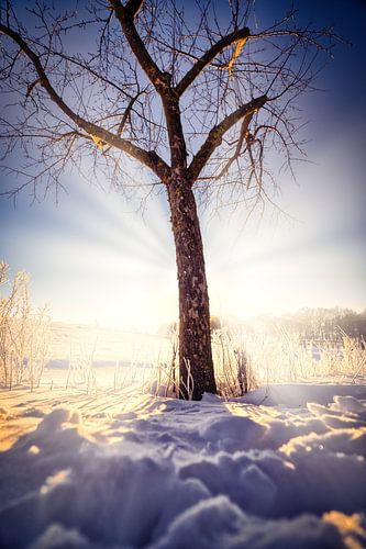 Winterboom in een zee van stralen