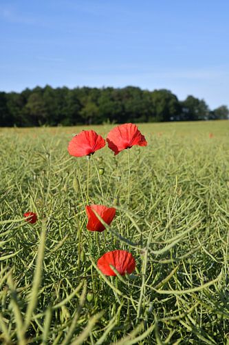 papaver