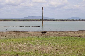 prachtige landschap tanzania van Ramon Beekelaar