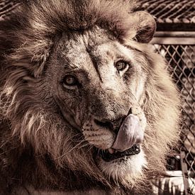 Sénégal ; Bandia ; Le Lion ; Les yeux dans les yeux avec la force primitive sur Dirk Lahuis