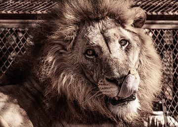 Sénégal ; Bandia ; Le Lion ; Les yeux dans les yeux avec la force primitive