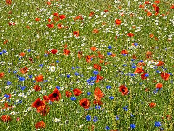 Kleurrijke bloemenweide van Katrin May