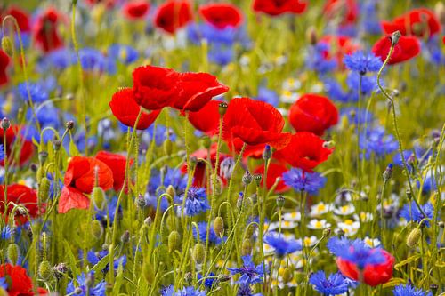 Poppies in a cornflower field