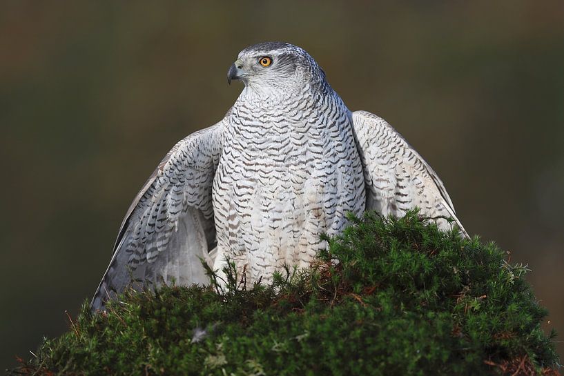 Habicht (Accipiter gentilis) von Ronald Pol