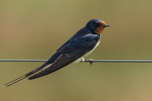 Boerenzwaluw, Hirundo rustica