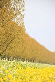 Voorjaar von Marcel van Rijn