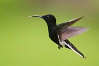 Rouwkolibri in vlucht, Brazilië 
