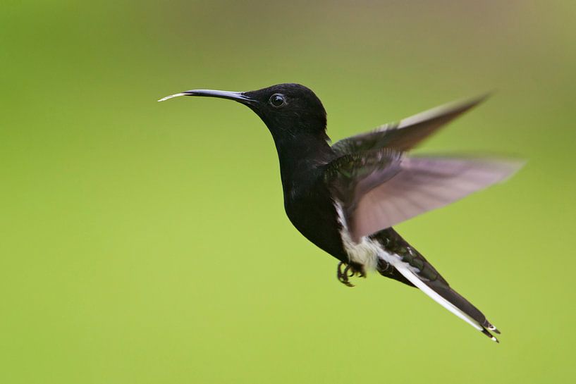 Rouwkolibri in vlucht, Brazilië  von Wilfred Marissen
