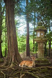 Hert, Nara Japan