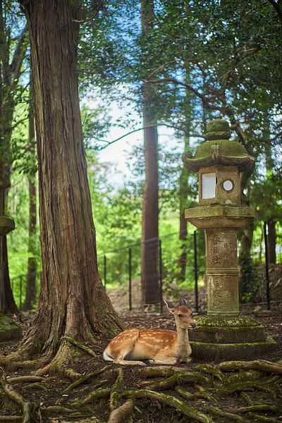 Hirsche, Nara Japan von André Bouterse