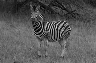 Zebra black and white von Wesley Klijnstra Miniaturansicht