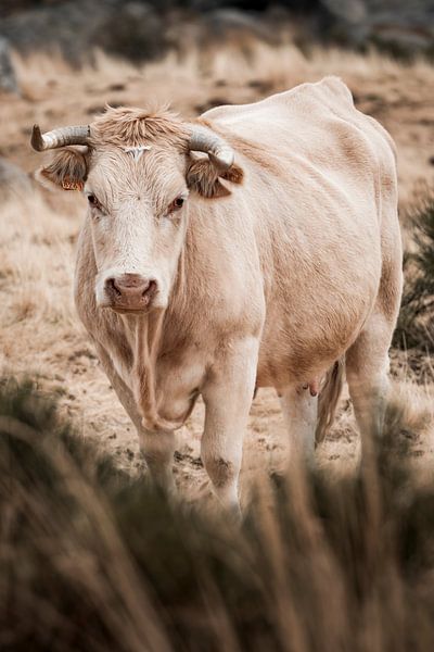Stier in Erdtönen Kraft und Ruhe in der Natur von Femke Ketelaar