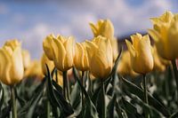 Les tulipes jaunes attirent les rayons du soleil