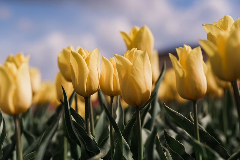 Gele tulpen vangen zonnestralen van Carina || PhotographyLikeC